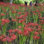 “赤いじゅうたん”週末に見頃か　茂木・城山公園のヒガンバナ55万株