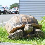 鹿沼の路上に“カメの落とし物”　署でお迎え待つ