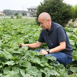栃木県内でサツマイモ生産拡大　干し芋や焼き芋など需要の高まり追い風に