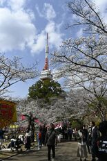 街なかで多彩に桜イベント　宇都宮、４月に開催集中