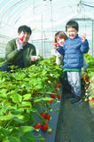 県内・イチゴ狩りスポット
