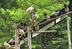 トキ、放鳥控え生きる訓練