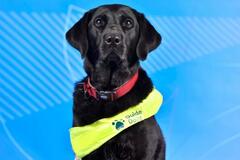 補助犬、パラ選手の生活支える