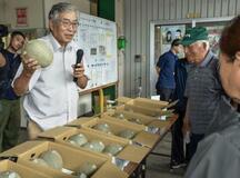鳥取の大山メロン、本格出荷へ