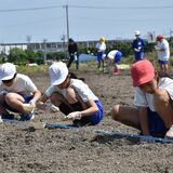 新庁舎予定地にヒマワリ種まき　那須塩原で地元小中学生ら260人