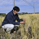 栃木県内では珍しい「再生二期作」に挑戦　芳賀町の阿部さん　課題に試行錯誤「工夫しながら続けたい」