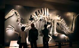 福井の恐竜進化たどる特別展