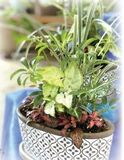 7月プレッソセミナーグリーンワークショップ『室内を涼しげに彩る　観葉植物の寄せ植えづくり』
