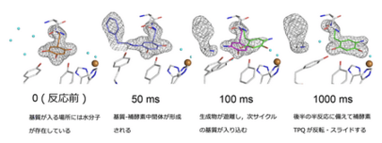 働く酵素の姿をミリ秒で捉える