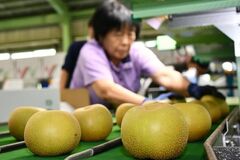 【夕刊】トップバッターは「幸水」