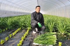 ＜102＞「一番刈り」に主役の輝き　今が旬のスタミナ野菜ニラ　深みのある香りと甘み