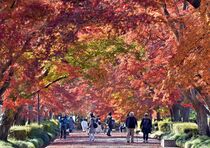 参道が真っ赤なアーチ　 那須塩原