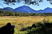 小田代原の草紅葉