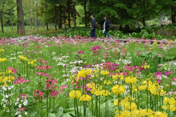 見頃を迎えたクリンソウ