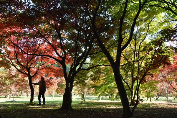見頃を迎えた「瑞光園」のモミジ