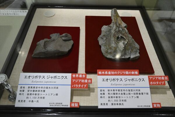 鬼怒川で見つかったヨウスコウカワイルカの化石（右）。左は群馬の化石の複製＝24日午後、宇都宮市睦町