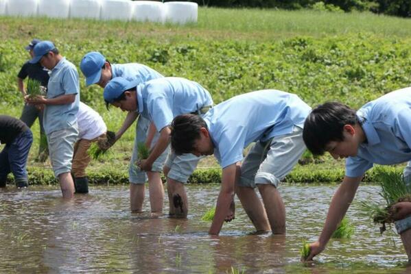 陸羽132号の田植えを行う鹿沼南高生