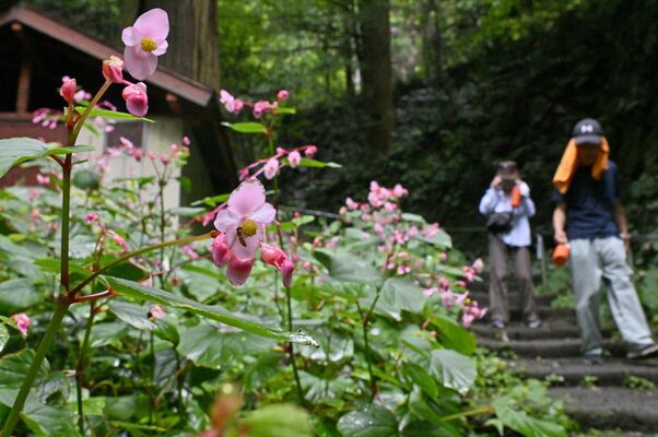 あじさい坂を彩るシュウカイドウ＝23日午前11時30分、栃木市平井町
