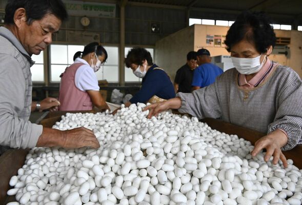 出荷前に繭の状態を確認する養蚕農家ら