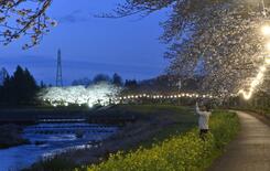 下野・姿川アメニティパークで桜並木ライトアップ　見上げれば夜桜、足元に…