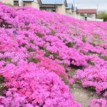 種こぼれ、広がる花、花　シバザクラが大田原の「みそはぎロード」で見頃