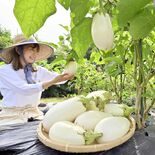 トロっとジューシー　「皮ごと食べられる」白ナス収穫本格化　高根沢