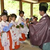 「紫のアジサイが好き」　稚児たちが神前に 益子・太平神社で献花祭　自然の恵みに感謝、無病息災願う