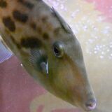 その名も「馬面」の魚 午年は何事も“うま”くいく 栃木県なかがわ水遊園で、願い込め展示