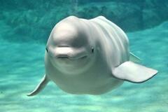 ベルーガ妊娠、名古屋