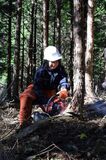 高校生が林業体験／県森連、矢板・日光で初の事業／間伐や伐採、就業を支援