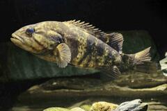魚類のコウライオヤニラミを追加