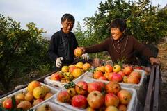 2025年ザクロ産業発展会議が中国のソウ荘市で開催