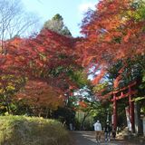ヤマモミジの紅葉見頃　那珂川の鷲子山上神社