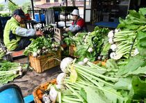 塩原かぶの収穫始まる