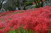 鹿沼・常楽寺でヒガンバナ満開