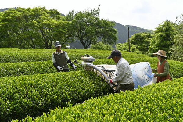 一番茶の収穫作業