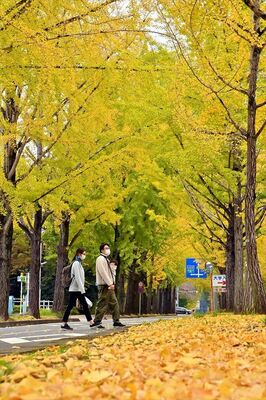 曇天にも輝くイチョウ並木＝10日午前11時20分、壬生町北小林
