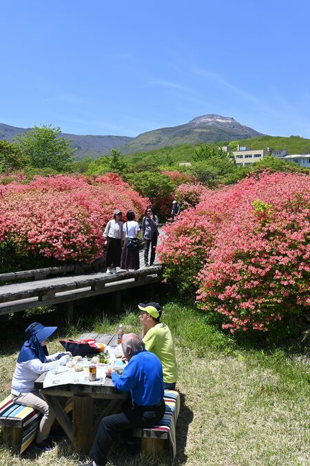見頃のピークを迎えている八幡のツツジ群落
