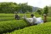 一番茶の収穫作業