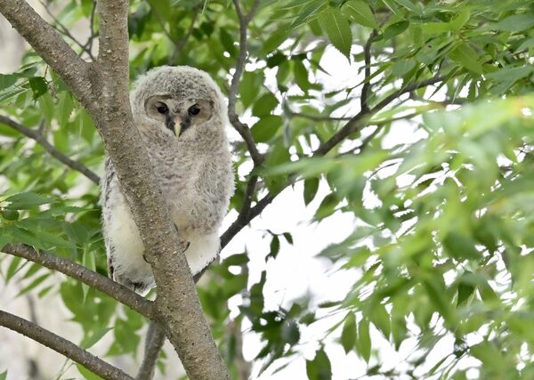 ケヤキの枝に止まるつぶらな瞳のフクロウのひな