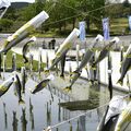そよ風になびく「あゆのぼり」　大田原・なかがわ水遊園で始まる　６月28日まで