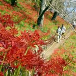 茂木・城山公園でヒガンバナが見頃　秋告げる55万株の赤い花　５日まで「…