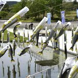 そよ風になびく「あゆのぼり」　大田原・なかがわ水遊園で始まる　６月28…