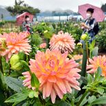 雨空の下、鮮やかな大輪　日光花いちもんめでダリア見頃