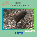 1月7日の栃木県内ニュース　「栃木県に迫る？　特定外来生物キョン　“人が苦しむような”不気味な鳴き声とは」など3本をお届けします