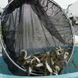 高級食材「ホンモロコ」成育順調　栃木と小山で水揚げスタート　道の駅で販売会も