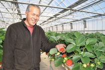 ＜101＞県産イチゴ「スカイベリー」　「王国」担う大型ルーキー　酸味少なく上品な甘さ