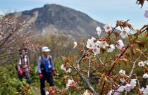 那須岳でミネザクラ咲く