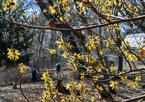 真岡でマンサク見頃