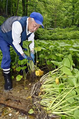 清らかな水が流れる棚田でワサビを収穫する斎藤さん＝４日午前10時20分、日光市横川